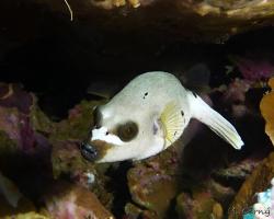 čtverzubec černoskvrnný - Arothron nigropunctatus - Blackspotted puffer, Dog-faced puffer