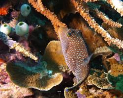 hranobřich Solandrův - Canthigaster solandri - False-eye Toby
