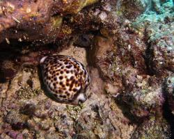 zavinutec tygrovaný - Cypraea tigris - tiger cowrie