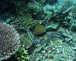 vlnožil užovkový - Laticauda colubrina - Banded Sea Krait; Yellow-lipped Sea Krait