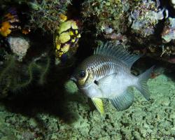 sapínek bělobřichý - Amblyglyphidodon leucogaster - Yellowbelly damselfish