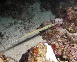 lulanka Commersonova - Fistularia commersonii - Bluespotted Cornetfish