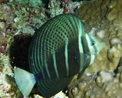 bodlok plachtonoš - Zebrosoma veliferum - sailfin tang