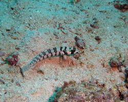 písečník mnohoskvrnný - Parapercis millepunctata - black dotted sandperch