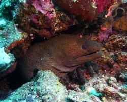 muréna jávská - Gymnothorax javanicus - Giant moray