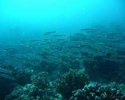 soltýn žlutoocasý - Sphyraena flavicauda - Yellowtail Barracuda