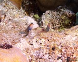 slizoun - Ecsenius caeruliventris - Bluebelly blenny