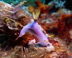 nahožábrý plž - Hypselodoris bullockii - dorid nudibranch
