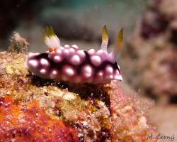 nahožábrý plž - Goniobranchus geometricus - dorid nudibranch