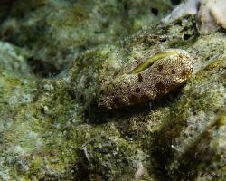 nahožábrý plž - Plakobranchus ocellatus - a sacoglossan