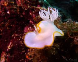 nahožábrý plž - Ardeadoris egretta - dorid nudibranch