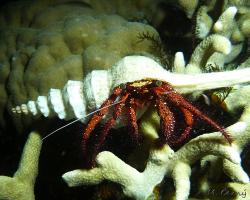 poustevníček bělotečný - Dardanus megistos - white-spotted hermit crab