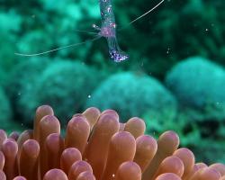sasanková kreveta - Ancylomenes sarasvati - Sarasvati Anemone shrimp