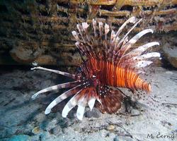 perutýn ohnivý - Pterois volitans - red lionfish