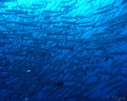 soltýn černoploutvý - Sphyraena qenie - Blackfin Barracuda