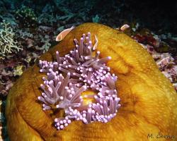 klaun obojkový - amphiprion perideraion - pink anemonefish