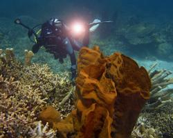 sudová houba - Xestospongia - Barrel Sponge