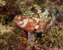 ploskozubec harid - Hipposcarus harid - Longnose parrotfish