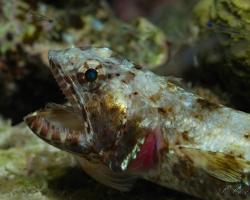 ještěrohlavec sličný - Saurida gracilis - Gracile lizardfish