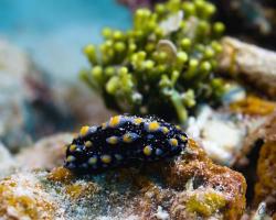 nahožábrý plž - Phyllidia madangensis - dorid nudibranch
