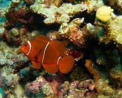 klaun ostnitý - Premnas biaculeatus - maroon clownfish