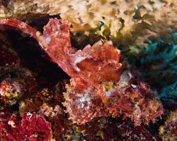 ropušnice jedovatá - Scorpaenopsis venosa - Raggy Scorpionfish