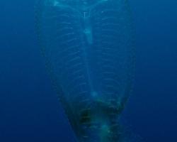 žabernatka - Bolinopsis sp - Comb Jelly