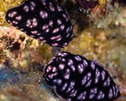 nahožábrý plž - Phyllidiella pustulosa - dorid nudibranch