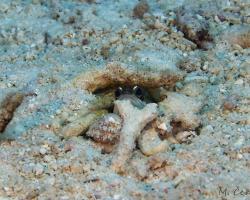 studnař - Opistognathus - Jawfish