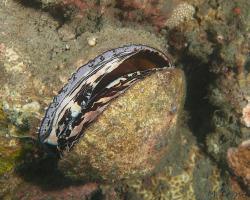 ostnovka - Spondylus squamosus - scaly thorny oyster