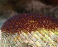 klaun sedlový (vajíčka) - Amphiprion polymnus - saddleback anemonefish