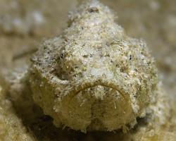 ropušnice ďábelská (mládě) - Scorpaenopsis diabolus - Humpback Scorpionfish