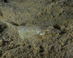 zploštělec dlouhorypý - Thysanophrys chiltonae - Longsnout Flathead