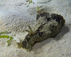 zej ušatý - Dolabella auricularia - wedge sea hare