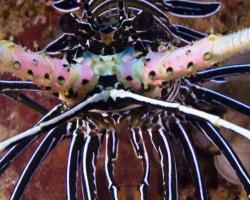 langusta ozdobná - Panulirus versicolor - spiny lobster