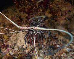 langusta ozdobná - Panulirus versicolor - spiny lobster