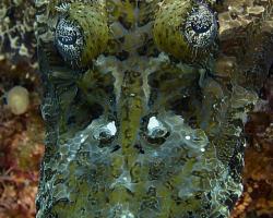 zploštělec Beaufortův - Cymbacephalus beauforti - Beautford's Crocodilefish