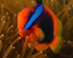 klaun uzdičkatý - Amphiprion frenatus - tomato anemonefish