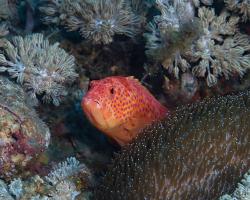kanic modroskvrnný - Cephalopholis miniata - coral grouper