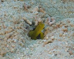 hlaváč žlutý - Cryptocentrus cinctus - Banded Shrimpgoby, yellow variation