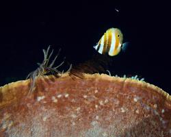 zobec oranžovopruhý - Coradion chrysozonus - Orange-banded coralfish