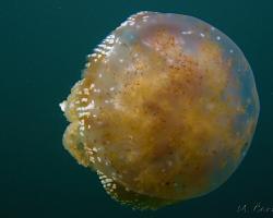 medůza zlatá - Mastigias papua - Papuan Jellyfish