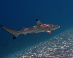 žralok černoploutvý - Carcharhinus melanopterus - blacktip reef shark