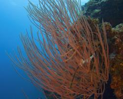 rohovitka růžkatá - Ellisella ceratophyta - Soft Coral
