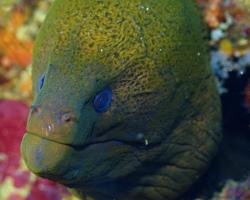 muréna jávská - Gymnothorax javanicus - Giant moray
