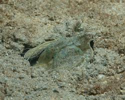strašek - Lysiosquilla tredecimdentata - Golden mantis shrimp