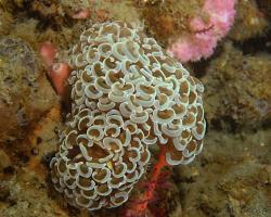 turbinatka zakotvená - Euphyllia ancora - Hammer Coral