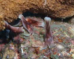 nahožábrý plž - Chelidonura amoena - Head-shielted slug