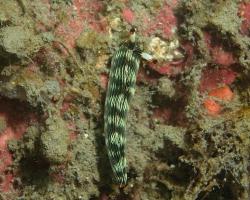 nahožábrý plž - Thuridilla gracilis - Slender Sapsucking Slug 