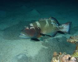kanic uťatý - Plectropomus areolatus - squaretail coral grouper